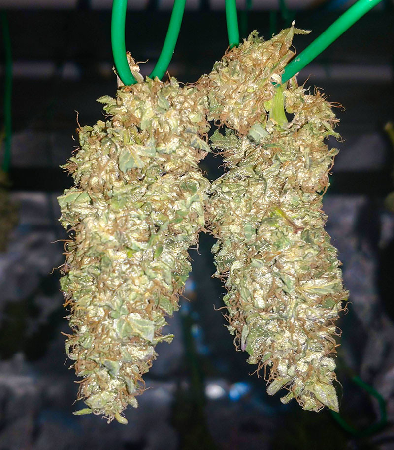 Семена сорта I'm Alive fem (AlphaFem Seeds) — изображение 3
