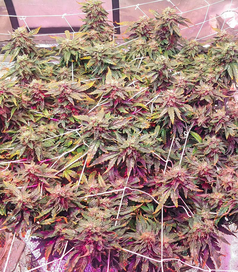 Семена сорта I'm Alive fem (AlphaFem Seeds) — изображение 5
