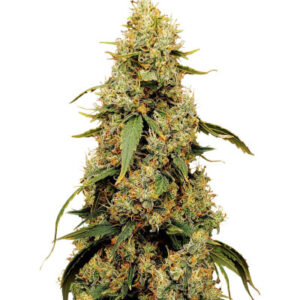 Jamnesia Haze fem (Dr. Krippling Seeds) семена конопли