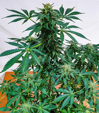 Kali Banner fem (AlphaFem Seeds) семена конопли — изображение 4