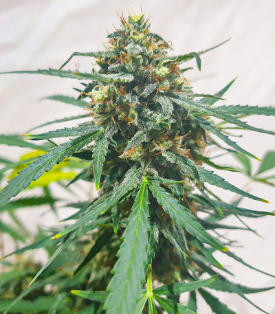 Kali Banner fem (AlphaFem Seeds) семена конопли — изображение 5