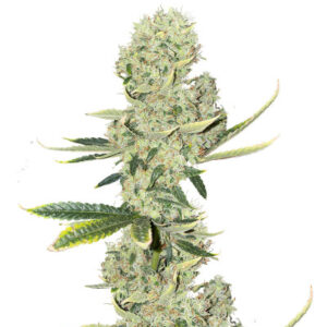 Kali Banner fem (AlphaFem Seeds) семена конопли