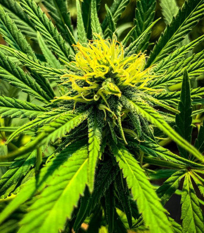 Kali Banner fem (AlphaFem Seeds) семена конопли — изображение 7