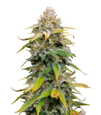 Leisure Zoot Larry fem (Dr. Krippling Seeds) семена конопли