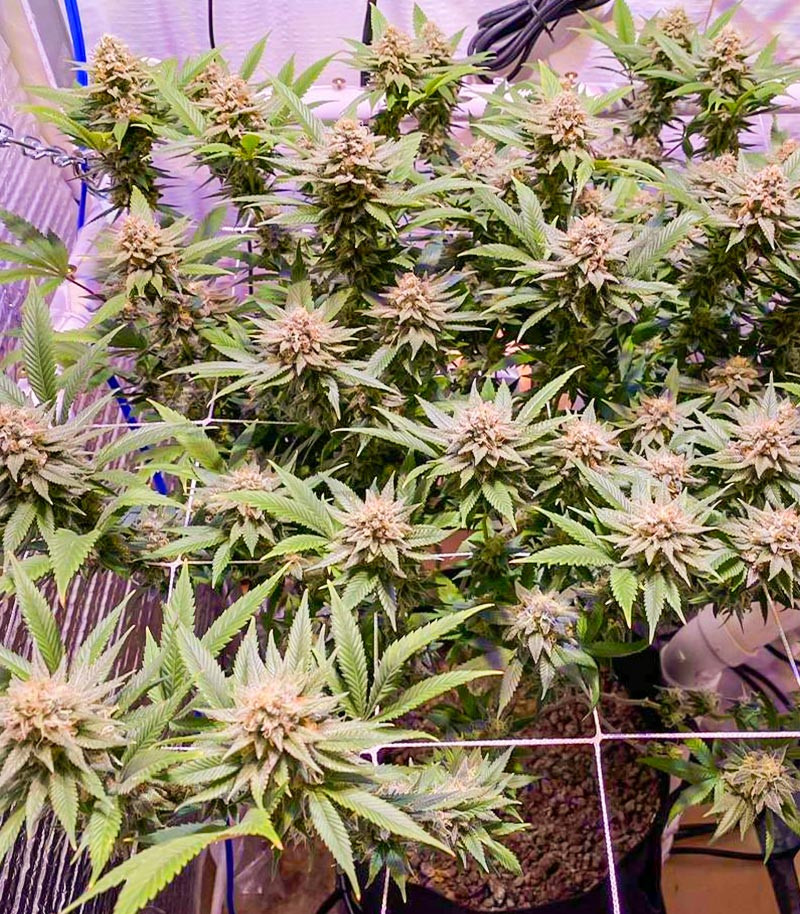 Семена сорта Mandarin Thuggee fem (AlphaFem Seeds) — изображение 5