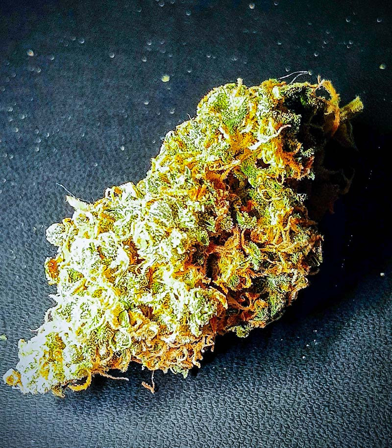 Семена сорта Mandarin Thuggee fem (AlphaFem Seeds) — изображение 8