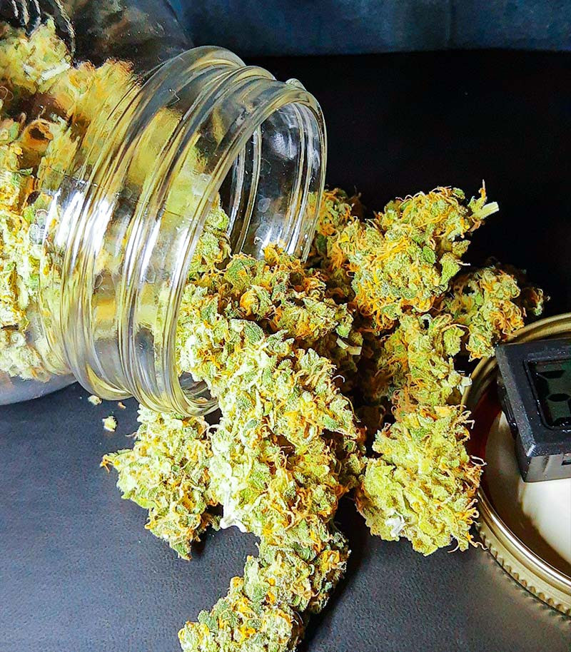 Семена сорта Mandarin Thuggee fem (AlphaFem Seeds) — изображение 7