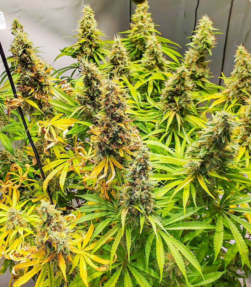 Семена сорта Mandarin Thuggee fem (AlphaFem Seeds) — изображение 6