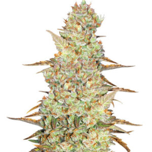 Mimosa Cake Auto fem (FastBuds)