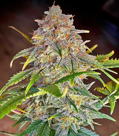 Orange President Auto fem (FastBuds) семена конопли — изображение 3