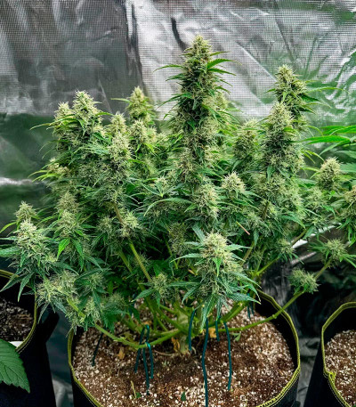 Orange President Auto fem (FastBuds) семена конопли — изображение 4