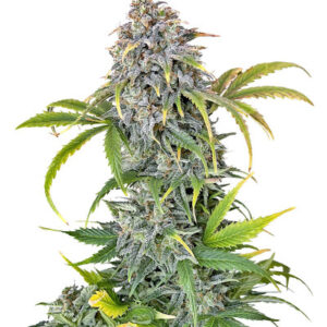 Orange President Auto fem (FastBuds) семена конопли