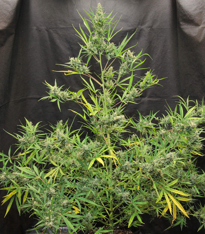 Original Auto Cheese fem (FastBuds) семена конопли — изображение 4