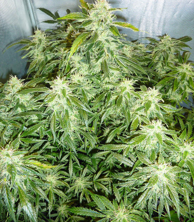 Original Auto Critical fem (FastBuds) — изображение 3