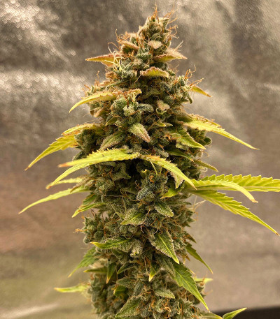 Original Auto Critical fem (FastBuds) — изображение 5