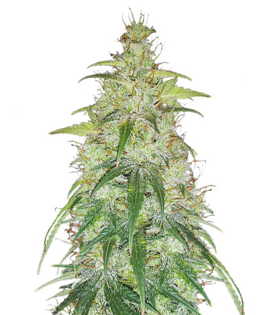 Original Auto Critical fem (FastBuds)