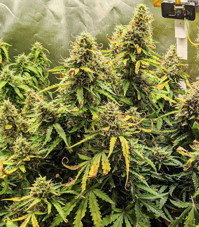 Original Auto Critical fem (FastBuds) — изображение 4