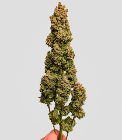 Papaya Cookies Auto fem (FastBuds) семена конопли — изображение 3