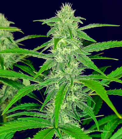 Papaya Cookies Auto fem (FastBuds) семена конопли — изображение 5