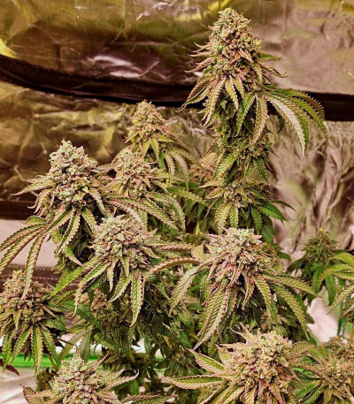 Rainbow Melon fem (FastBuds) семена конопли — изображение 6