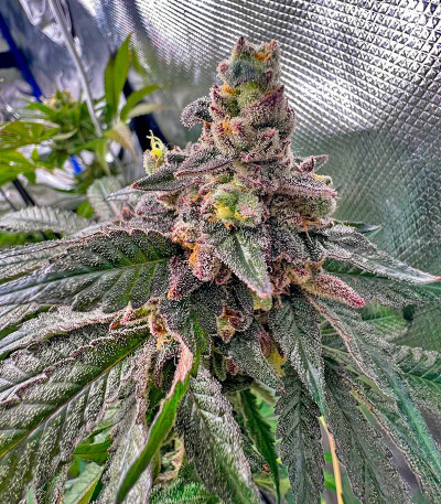 Rainbow Melon fem (FastBuds) семена конопли — изображение 5