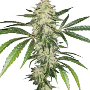 Sherbet Cuvee Cookies fem (Cali Buds Seeds) семена конопли