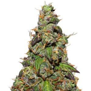 Six Shooter auto fem(FastBuds) семена конопли