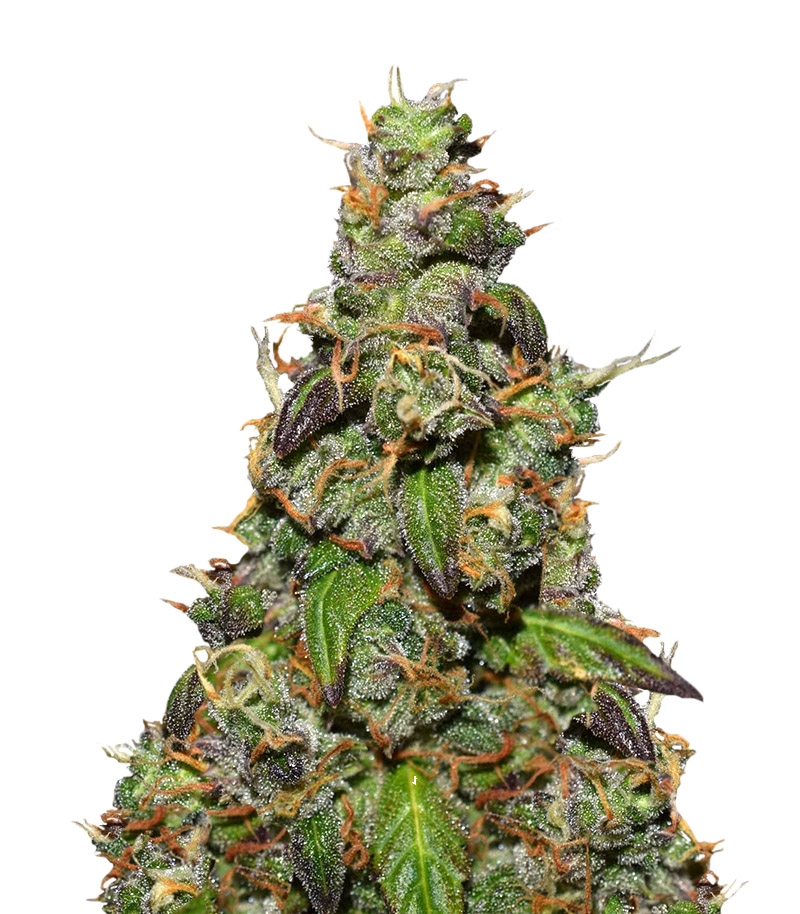 Six Shooter auto fem(FastBuds) семена конопли