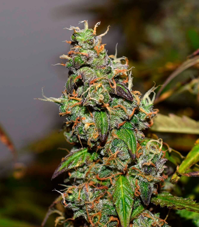 Six Shooter auto fem(FastBuds) семена конопли — изображение 3