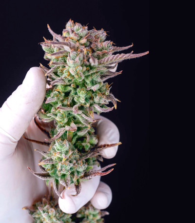 Strawberry Banana Auto fem (FastBuds) семена конопли — изображение 7