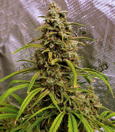 Strawberry Banana Auto fem (FastBuds) семена конопли — изображение 3