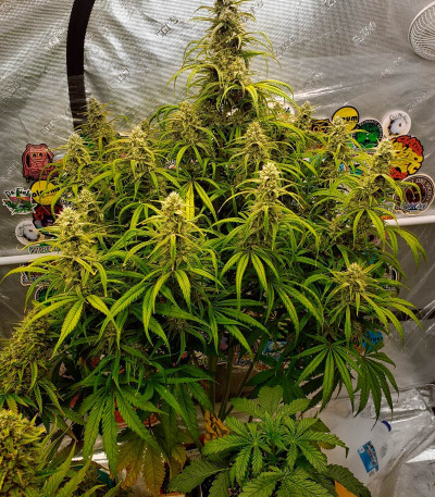 Strawberry Banana Auto fem (FastBuds) семена конопли — изображение 4
