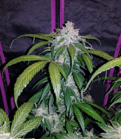 Семена сорта Tangie'matic auto (FastBuds)