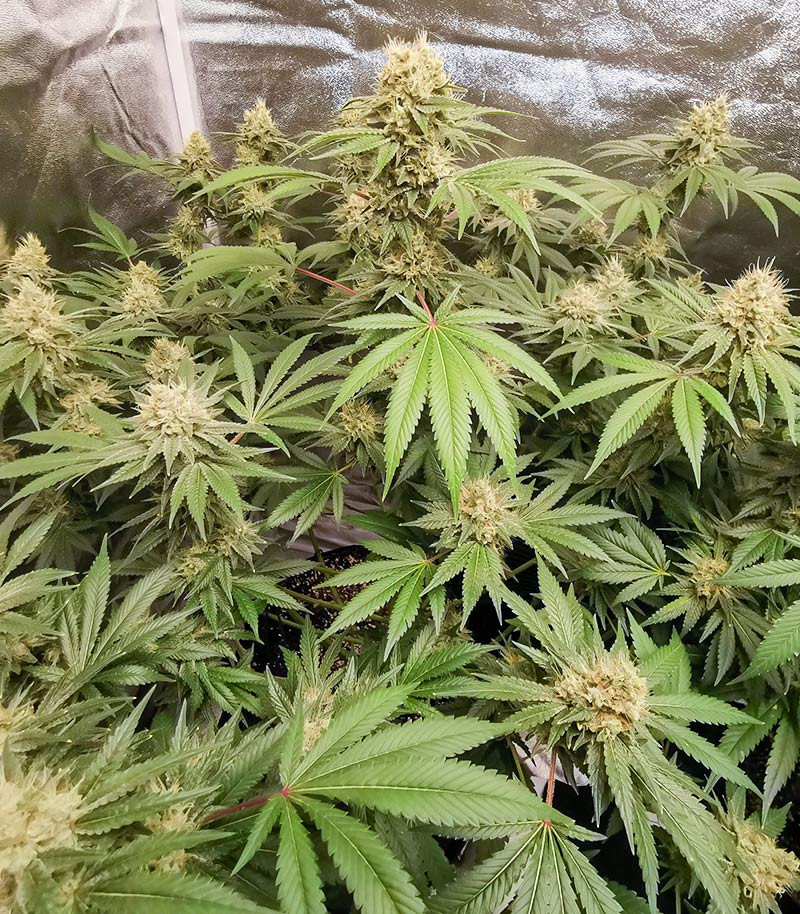 Семена сорта Vitality fem (AlphaFem Seeds) — изображение 5