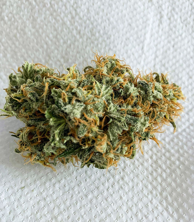 Семена сорта Vitality fem (AlphaFem Seeds) — изображение 6