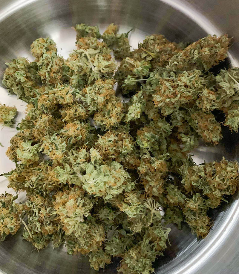 Семена сорта Vitality fem (AlphaFem Seeds) — изображение 3