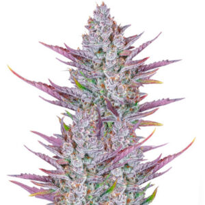 Wedding Glue Auto fem (FastBuds) семена конопли