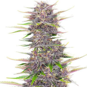 Banana Purple Punch Auto fem (FastBuds) семена конопли
