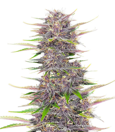 Banana Purple Punch Auto fem (FastBuds) семена конопли