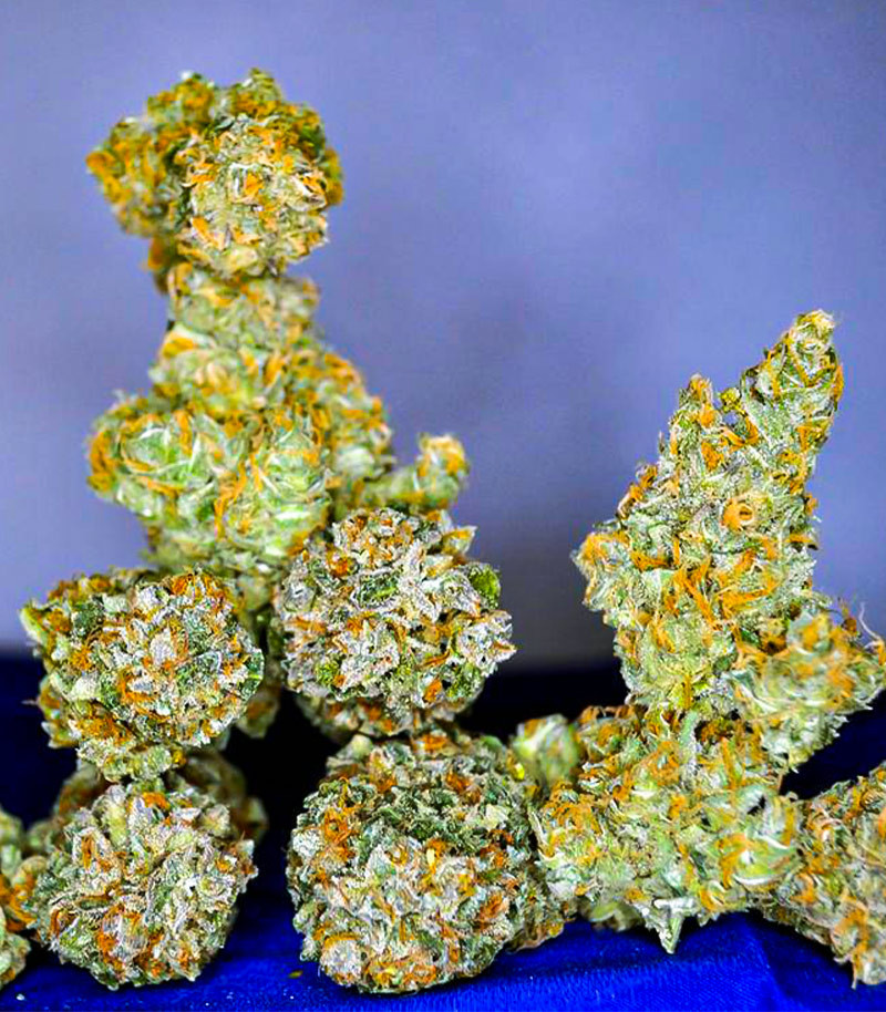 Семена сорта Blackberry Moonrocks fem (AlphaFem Seeds) — изображение 5