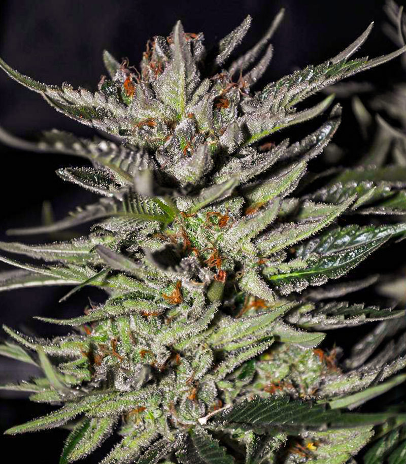 Семена сорта Blackberry Moonrocks fem (AlphaFem Seeds) — изображение 4