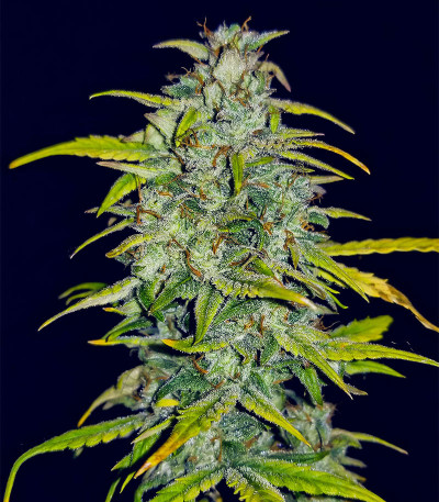 Cherry Cola Auto fem (FastBuds) семена конопли — изображение 3