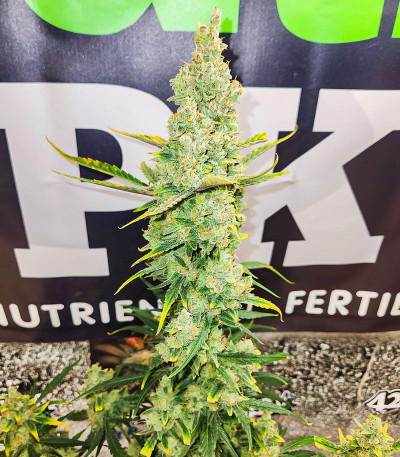 Cherry Cola Auto fem (FastBuds) семена конопли — изображение 4