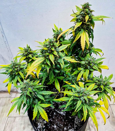 Cherry Cola Auto fem (FastBuds) семена конопли — изображение 5