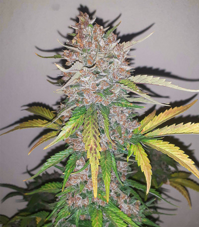 Cherry Cola Auto fem (FastBuds) семена конопли — изображение 8