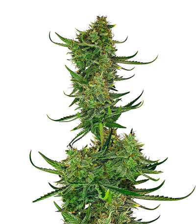 Cherry Cola Auto fem (FastBuds) семена конопли