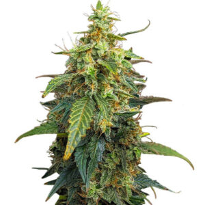 Fat Bastard Auto fem (Blimburn Seeds) семена конопли