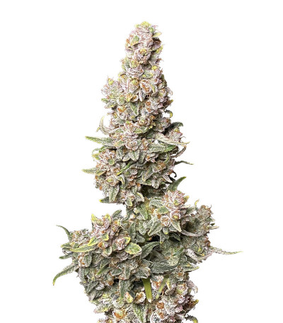 Gorilla Punch Auto fem (FastBuds) семена конопли