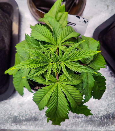Purple Lemonade FF fem (FastBuds) семена конопли — изображение 4