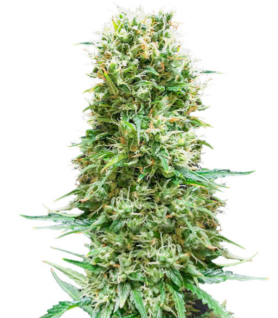 Animal Face Auto fem (Cali Buds Seeds) семена конопли